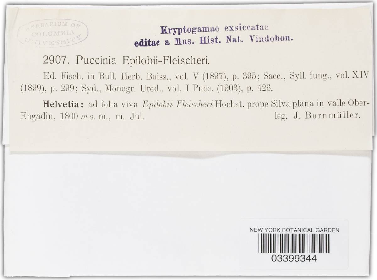 Puccinia epilobii-fleischeri image