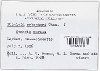 Puccinia eriophori image