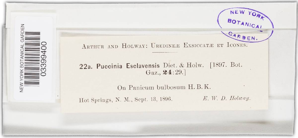 Puccinia esclavensis var. esclavensis image