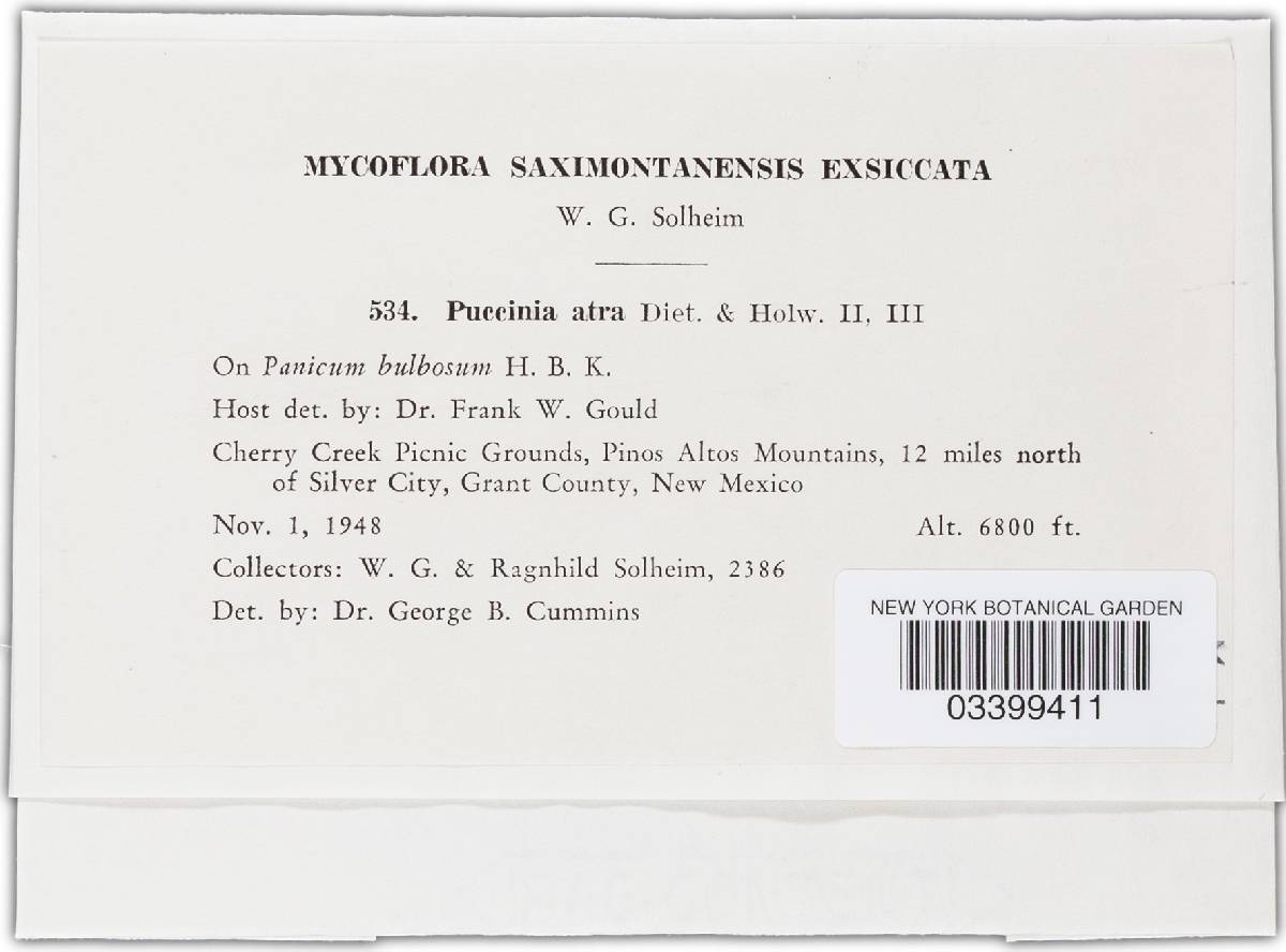 Puccinia esclavensis var. panicophila image