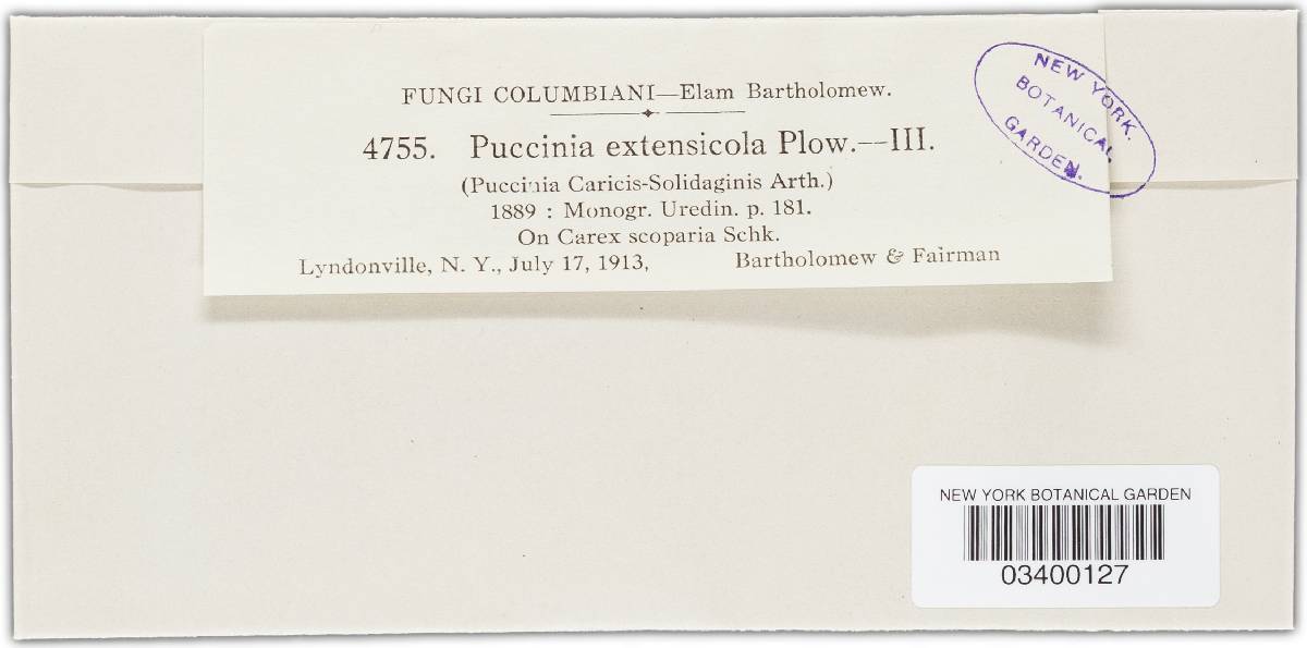 Puccinia dioicae var. extensicola image