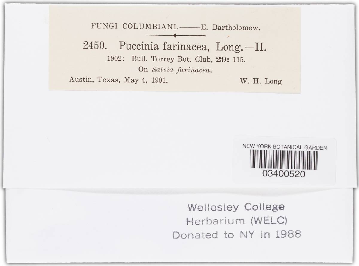 Puccinia farinacea var. farinacea image