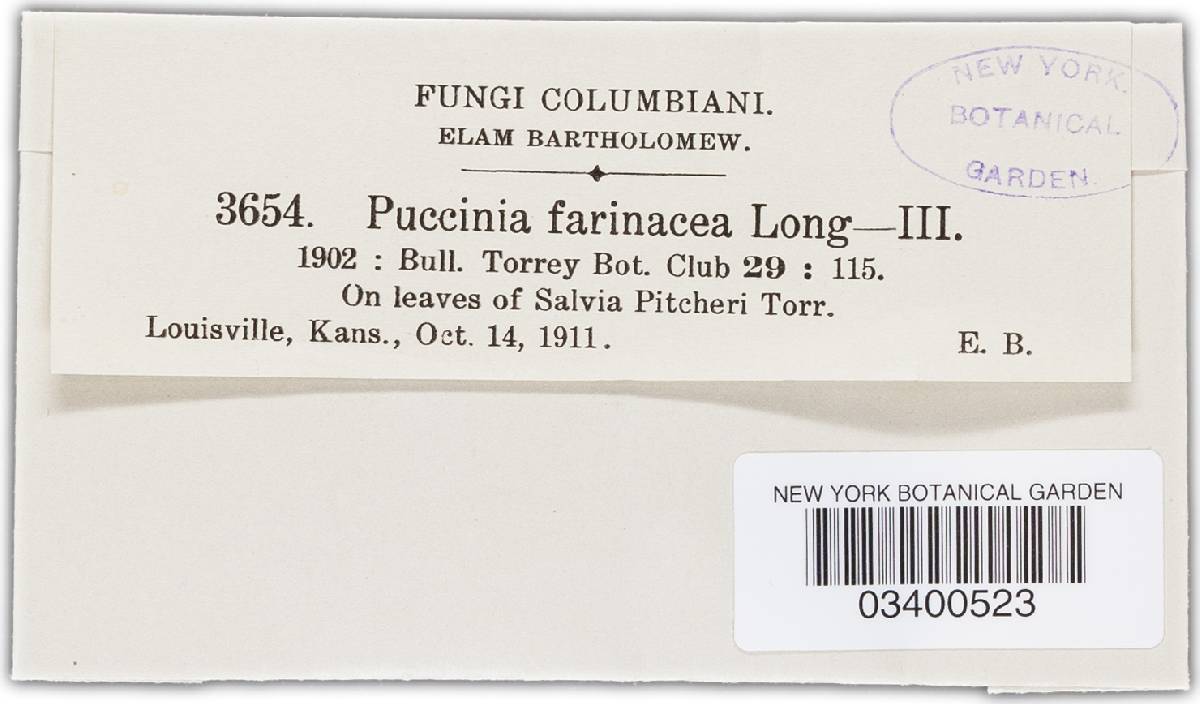 Puccinia farinacea var. azurea image