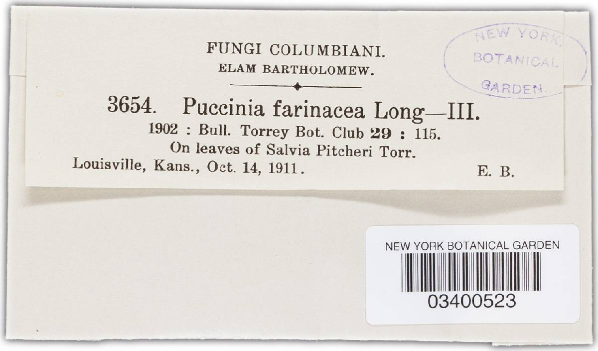 Puccinia farinacea image
