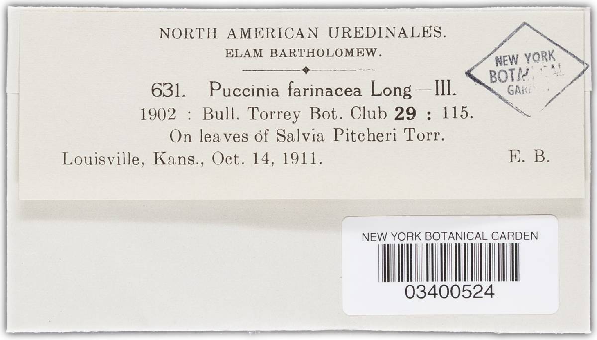 Puccinia farinacea var. azurea image