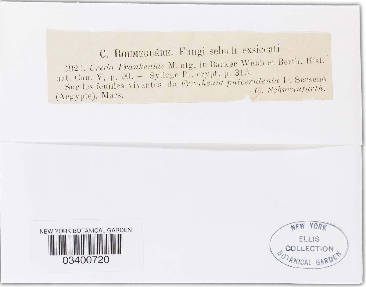 Puccinia frankeniae image