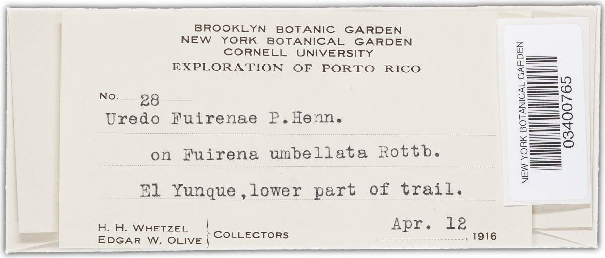 Puccinia fuirenicola image
