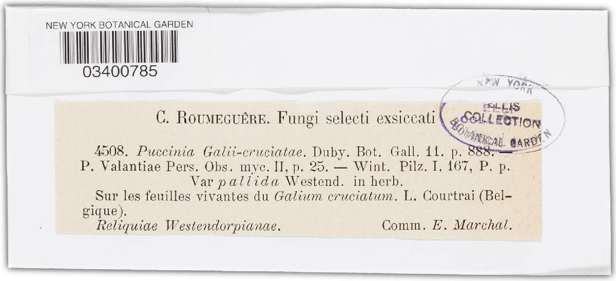 Puccinia galii-cruciatae image