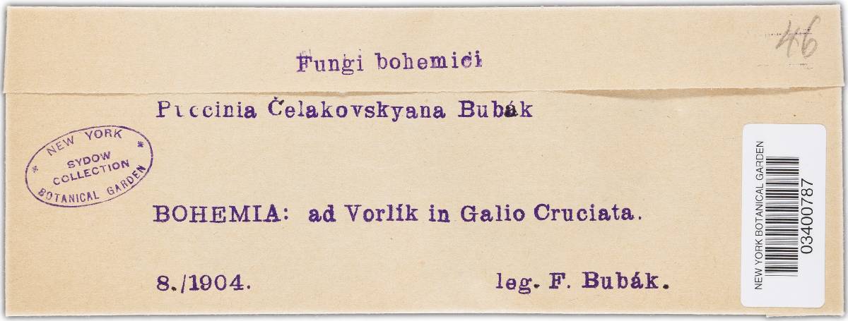 Puccinia galii-cruciatae image