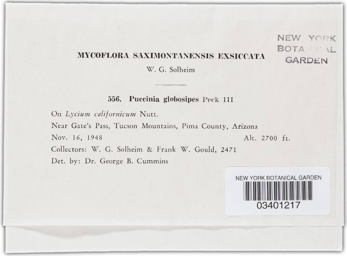Puccinia globosipes image