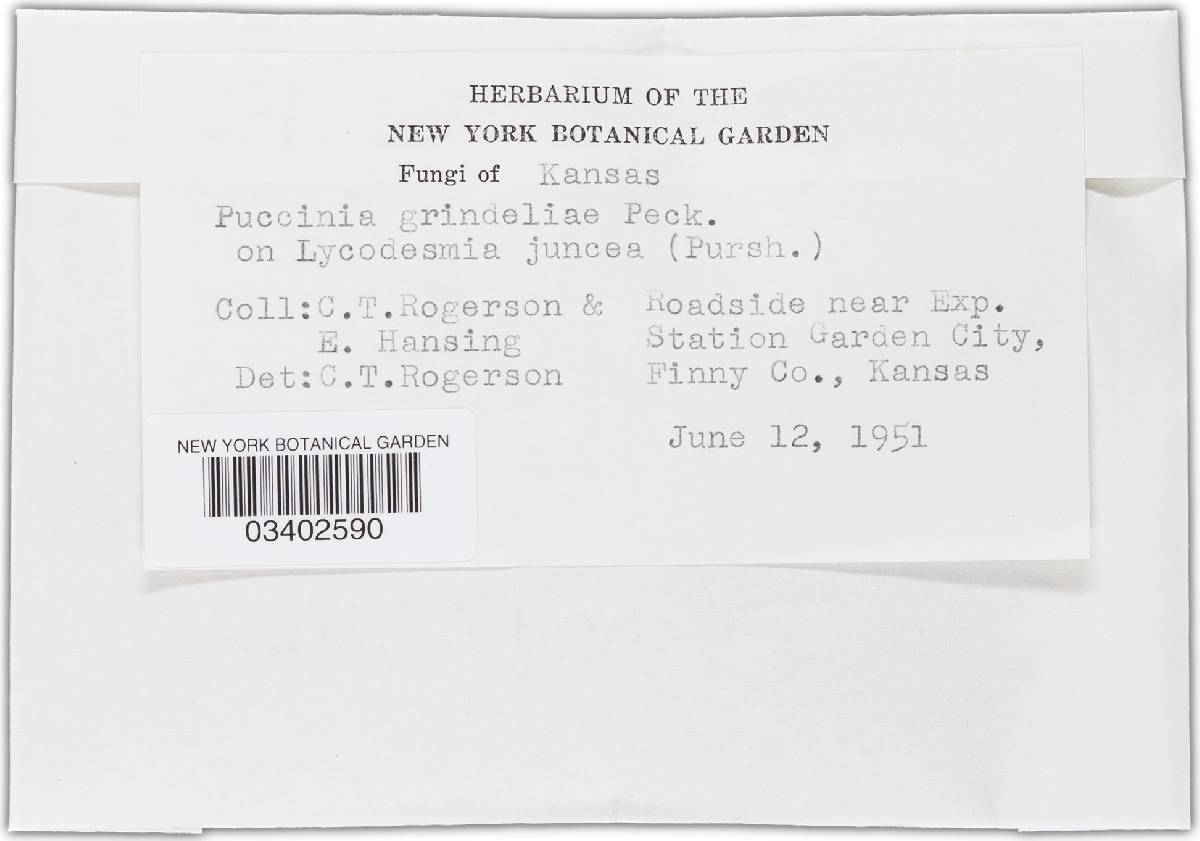 Puccinia grindeliae image