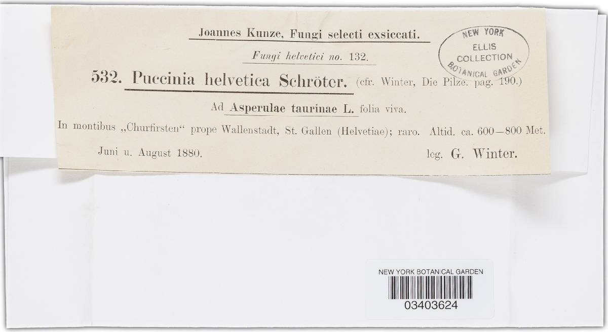 Puccinia helvetica image