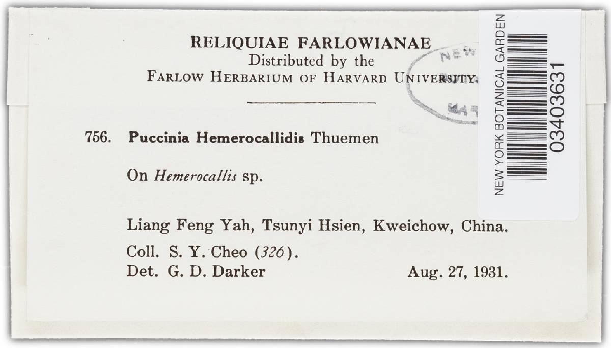 Puccinia hemerocallidis image