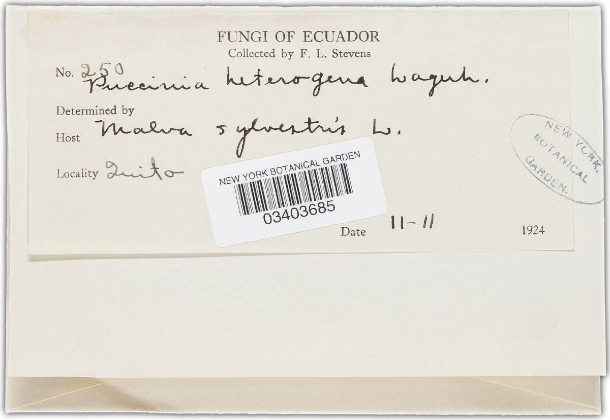 Puccinia heterogenea image