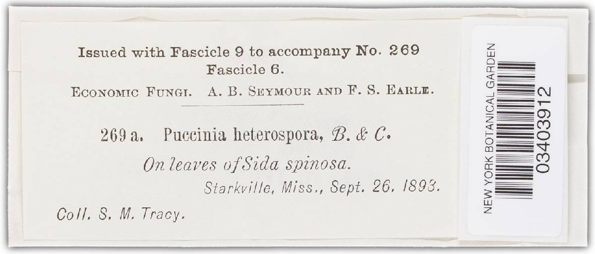Puccinia heterospora image