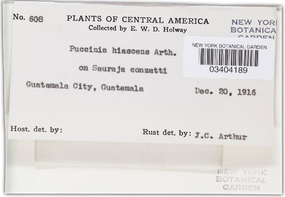 Puccinia hiascens image