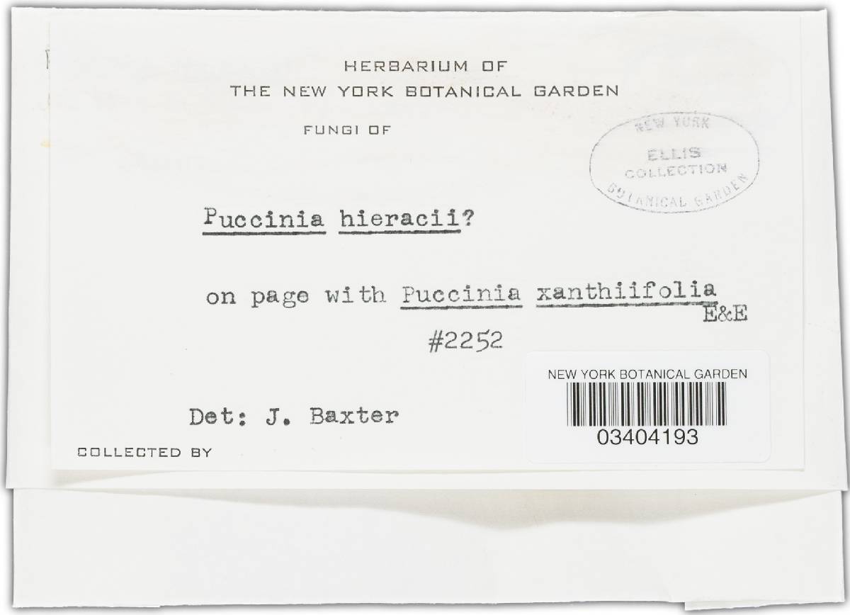 Puccinia hieracii image