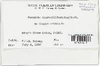 Puccinia hieracii image