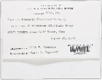 Puccinia hieracii image