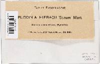 Puccinia hieracii image