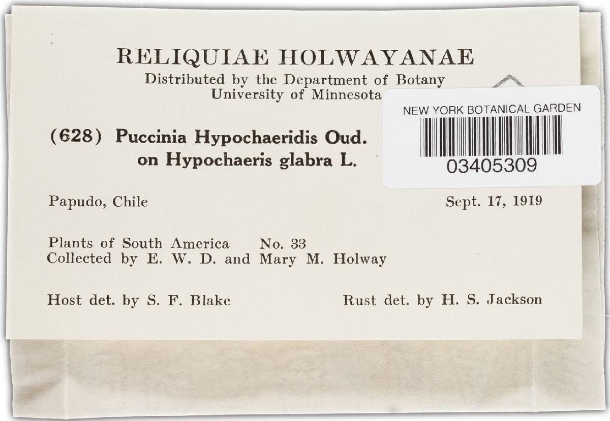 Puccinia hieracii var. hypochoeridis image