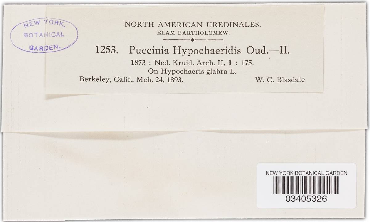 Puccinia hieracii var. hypochoeridis image
