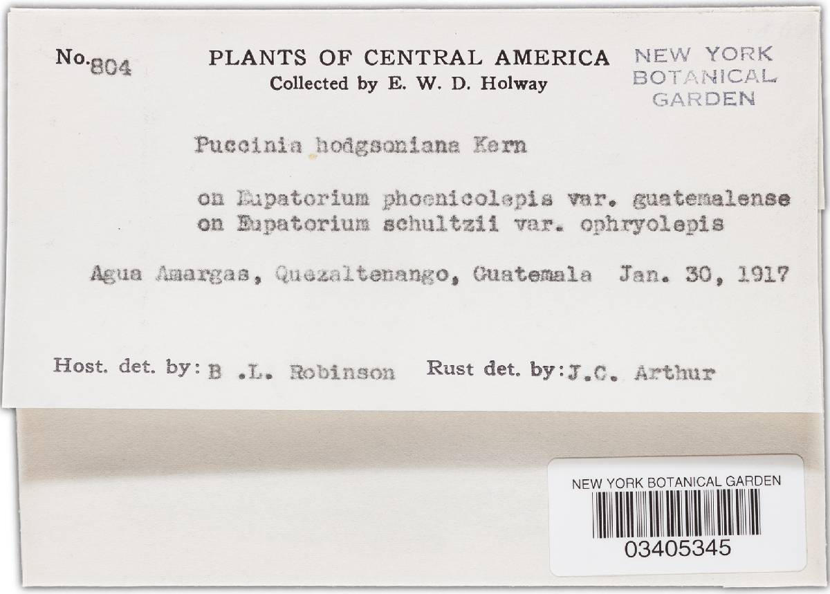 Puccinia hodgsoniana image