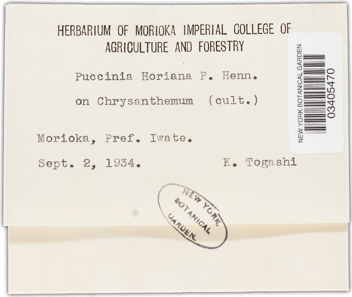Puccinia horiana image