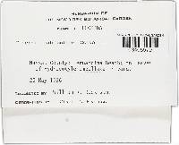 Puccinia hydrocotyles image