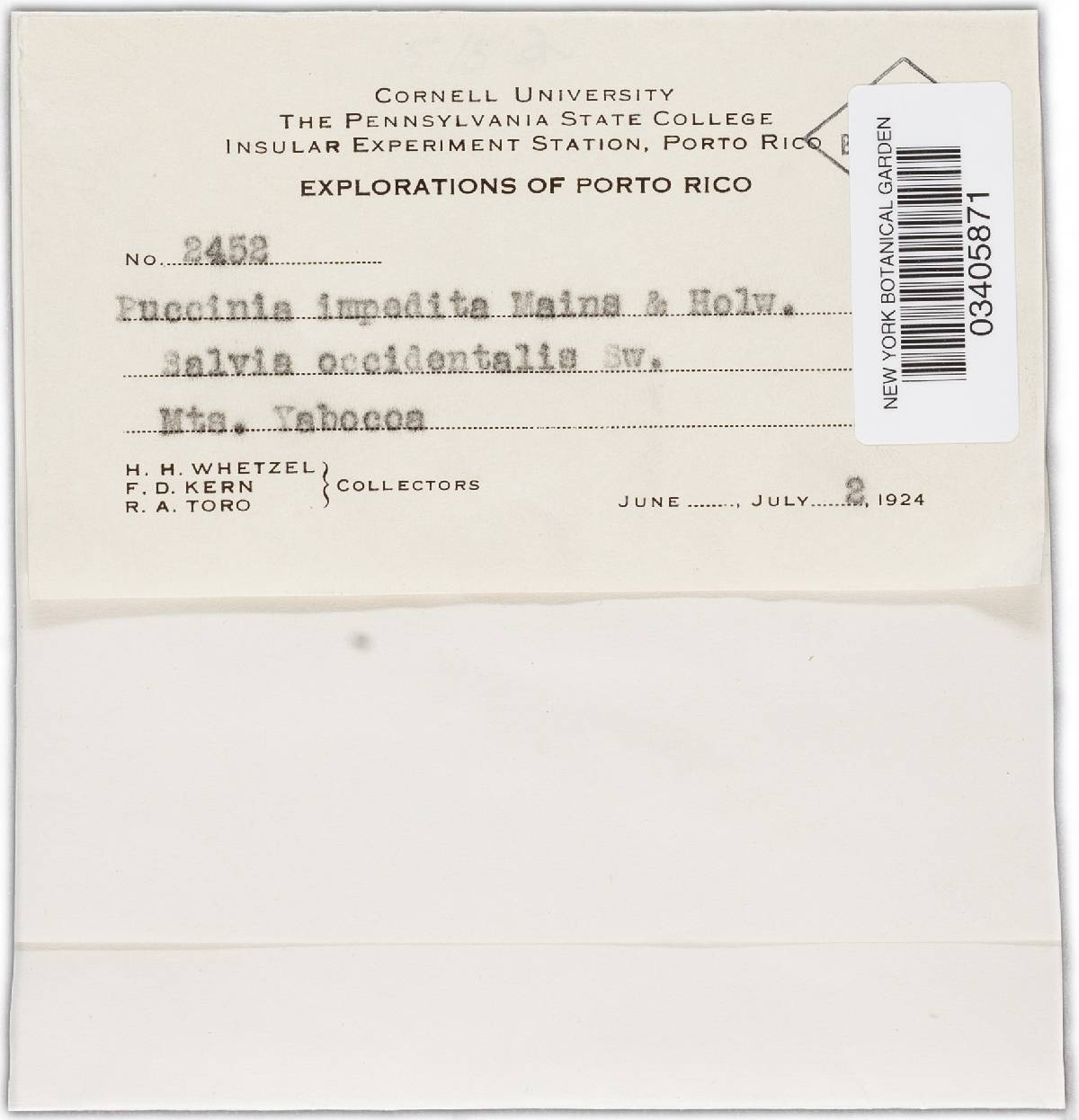 Puccinia impedita image