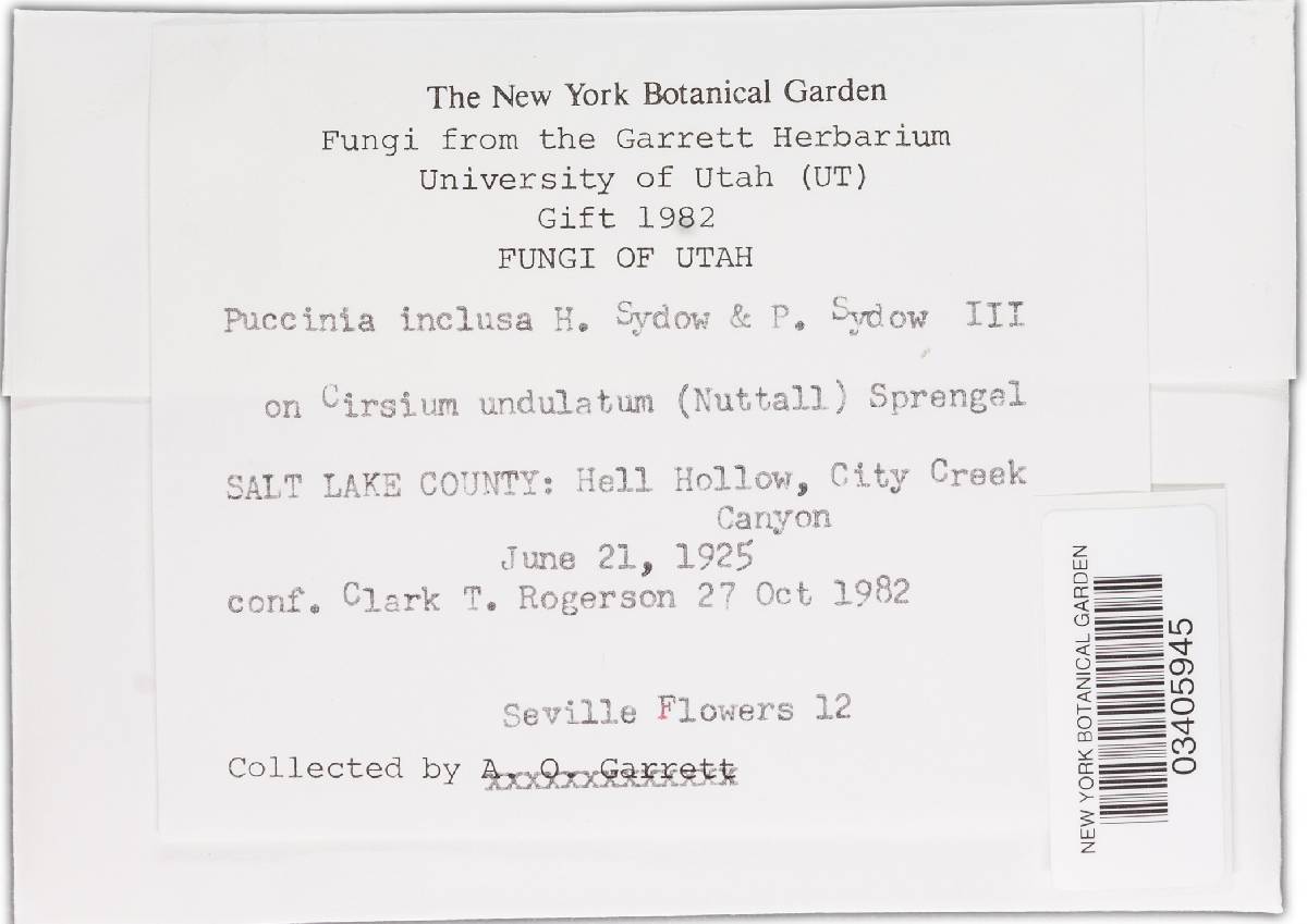 Puccinia inclusa image