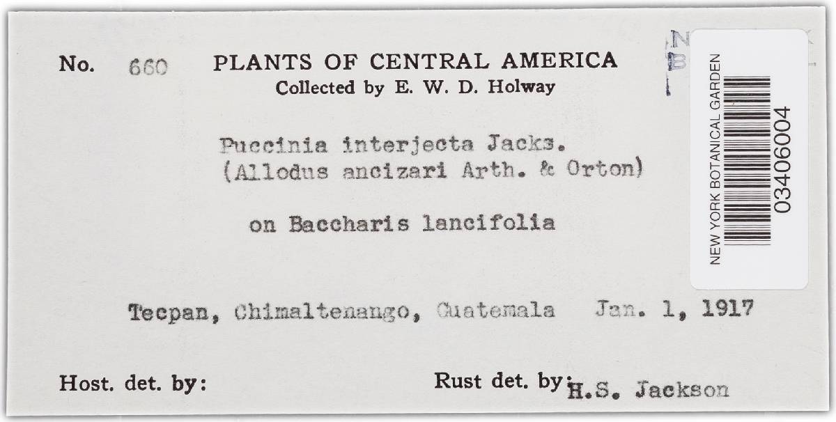 Puccinia interjecta image