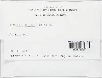 Puccinia iridis image