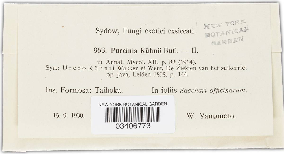 Puccinia kuehnii image