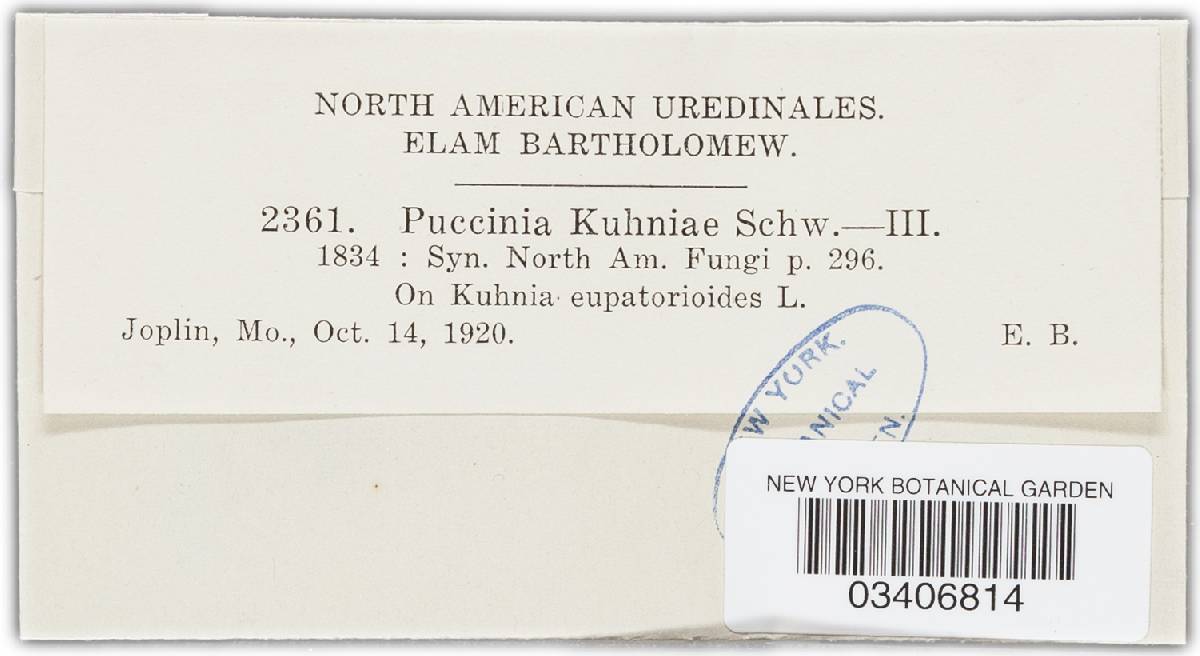 Puccinia kuhniae var. kuhniae image