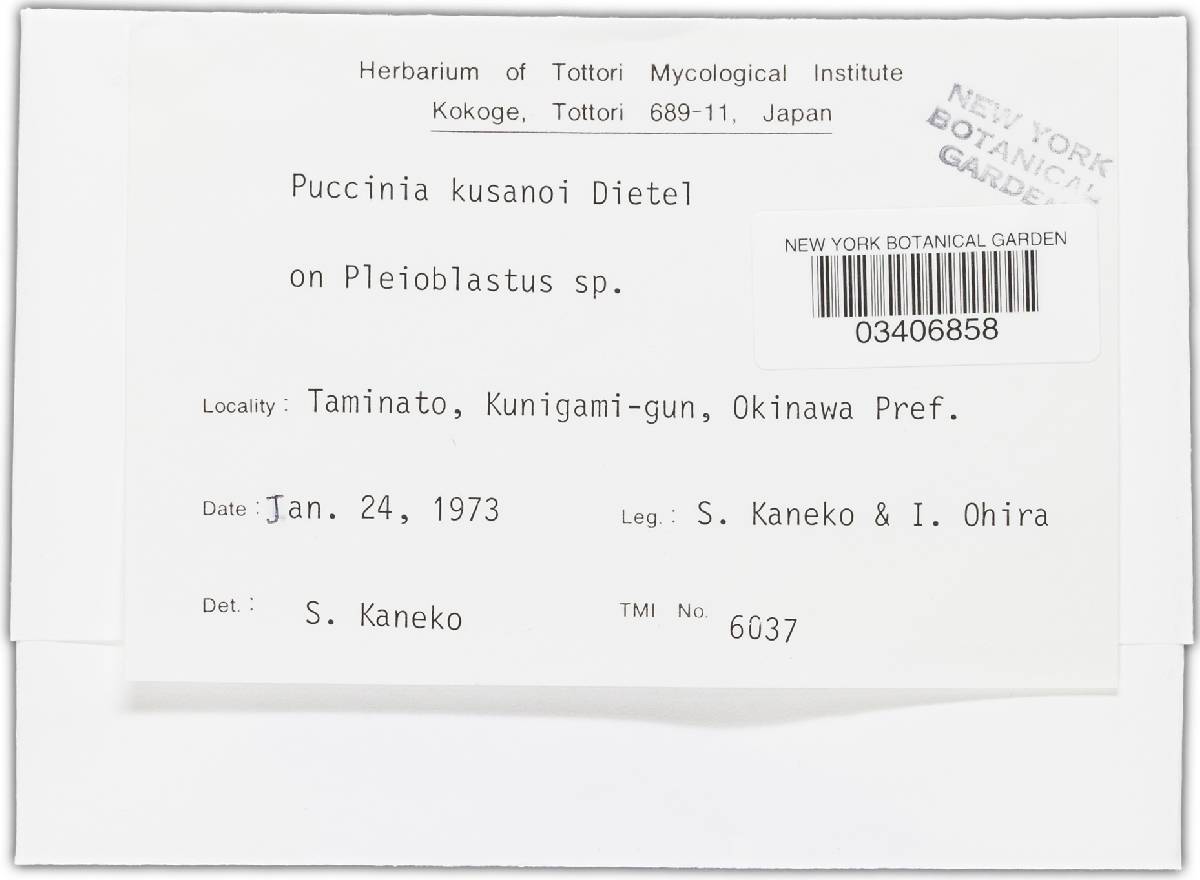 Puccinia kusanoi image