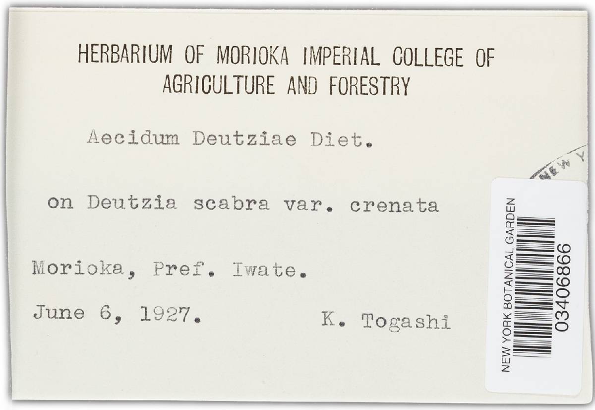 Puccinia kusanoi image