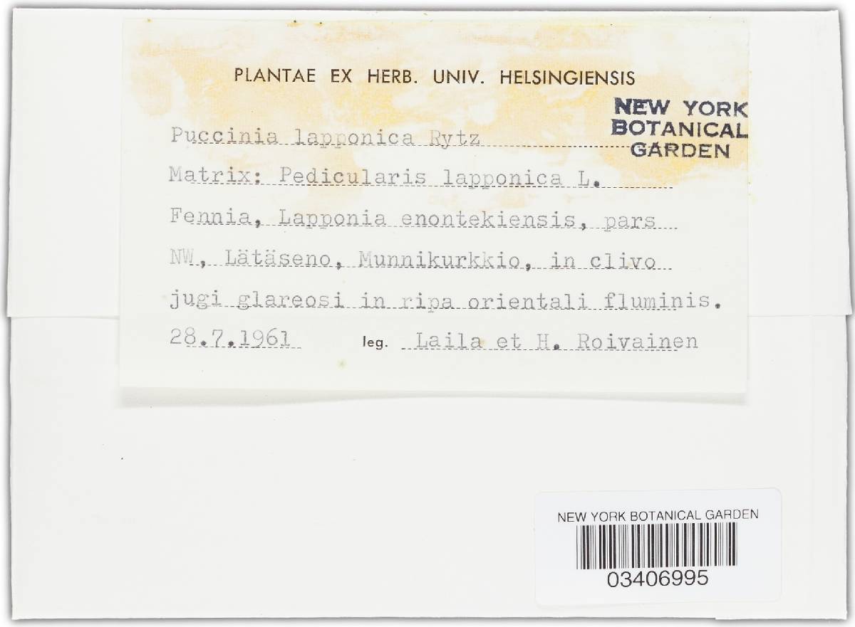 Puccinia lapponica image