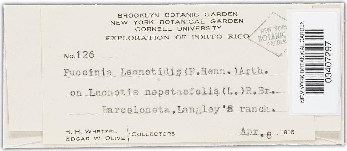 Puccinia leonotidicola image