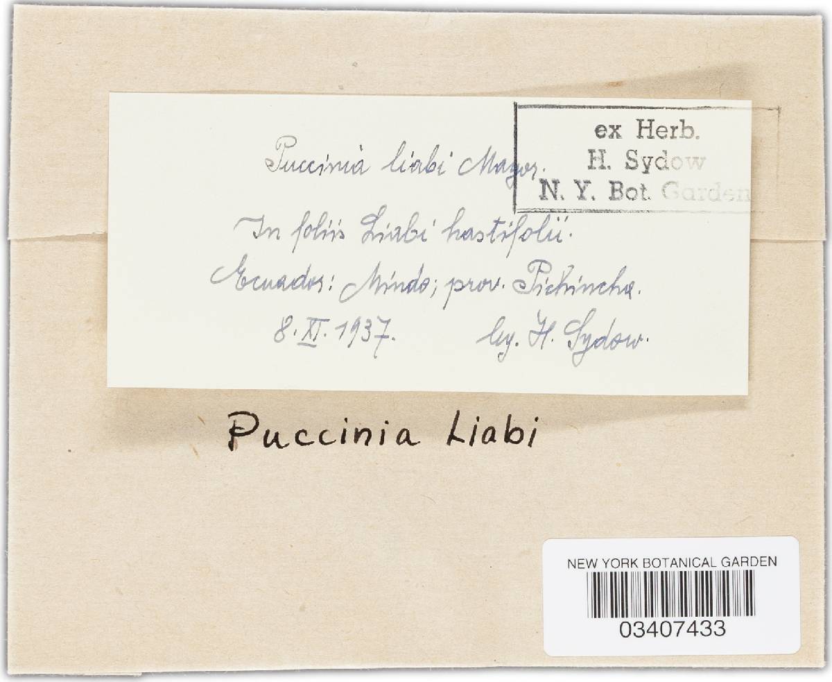 Puccinia liabi image