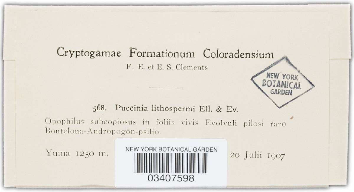 Puccinia lithospermi image