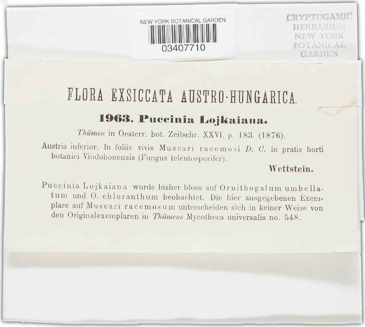 Puccinia lojkaiana image