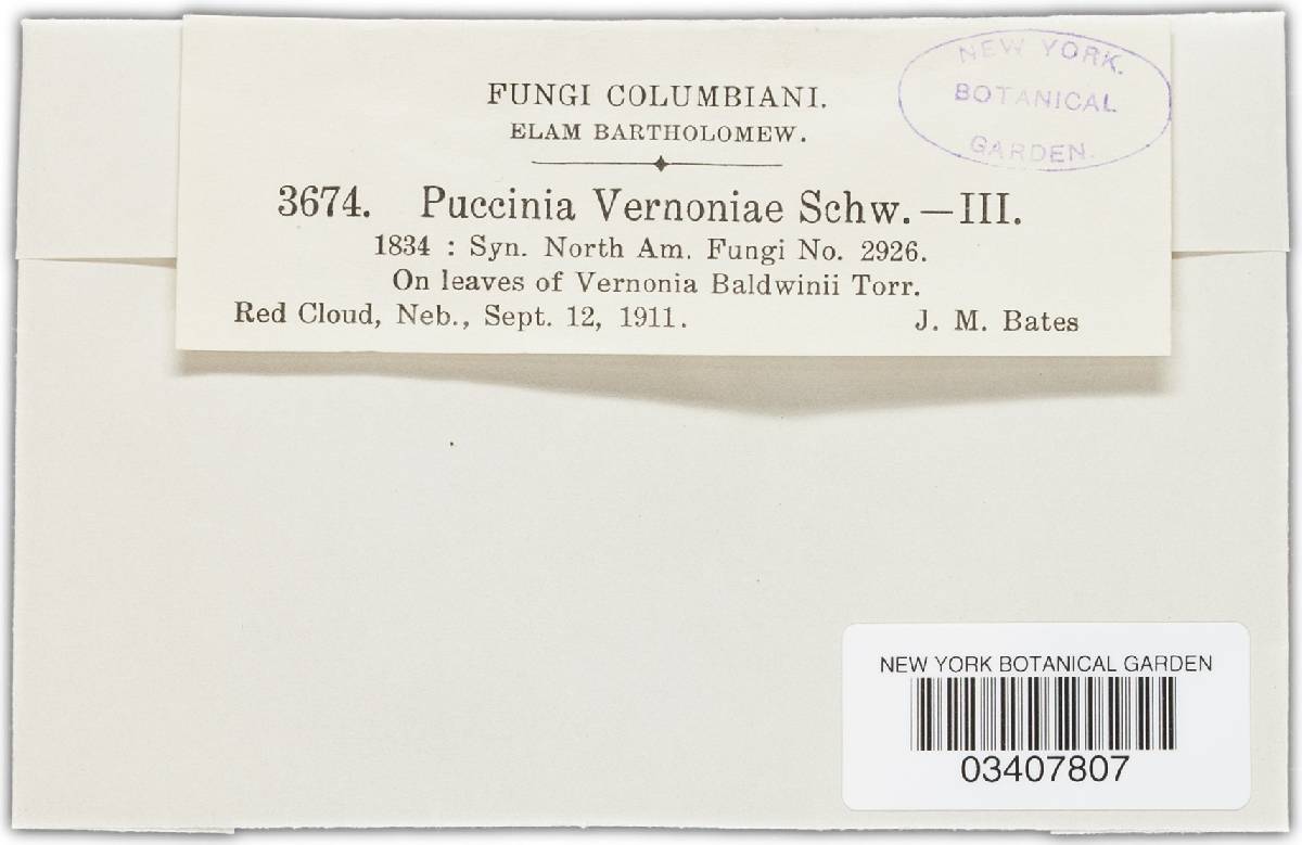 Puccinia longipes image