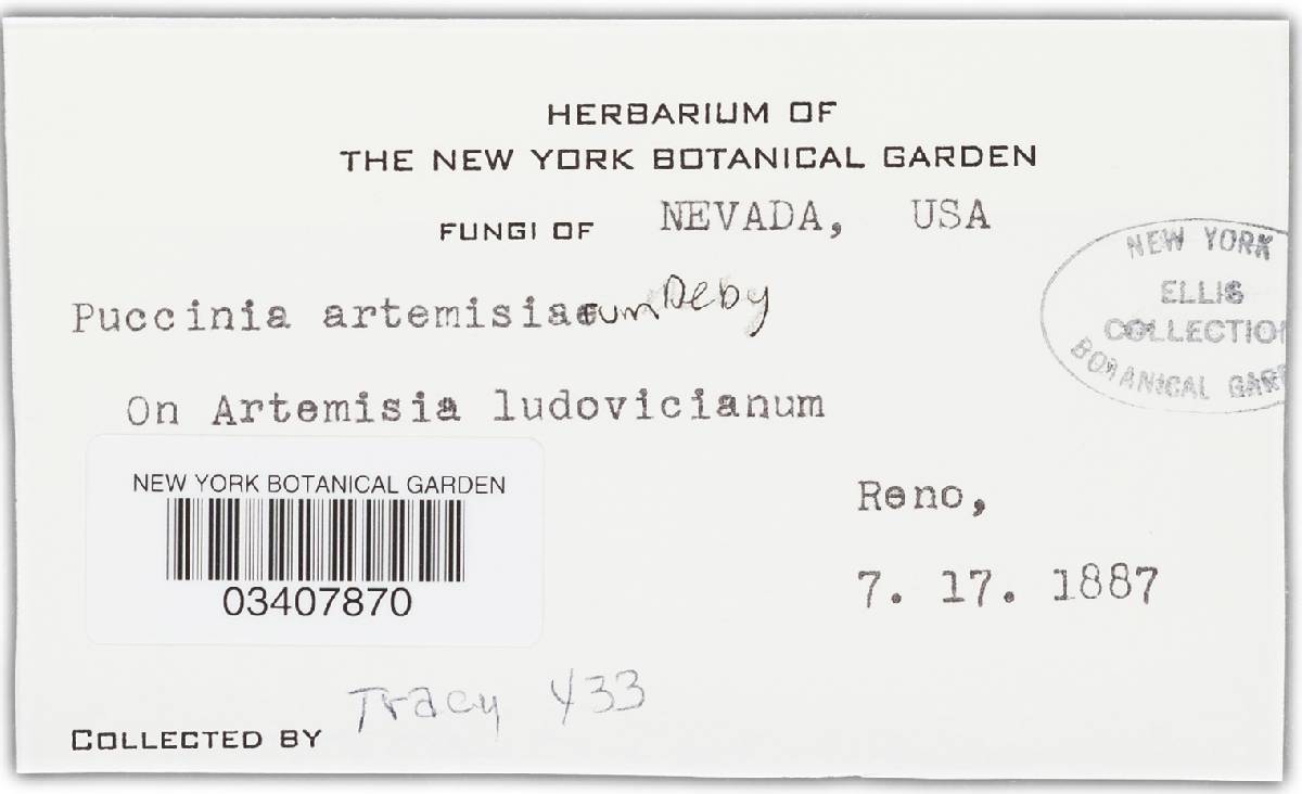 Puccinia ludovicianae image