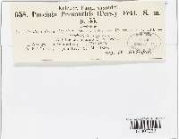 Puccinia maculosa image