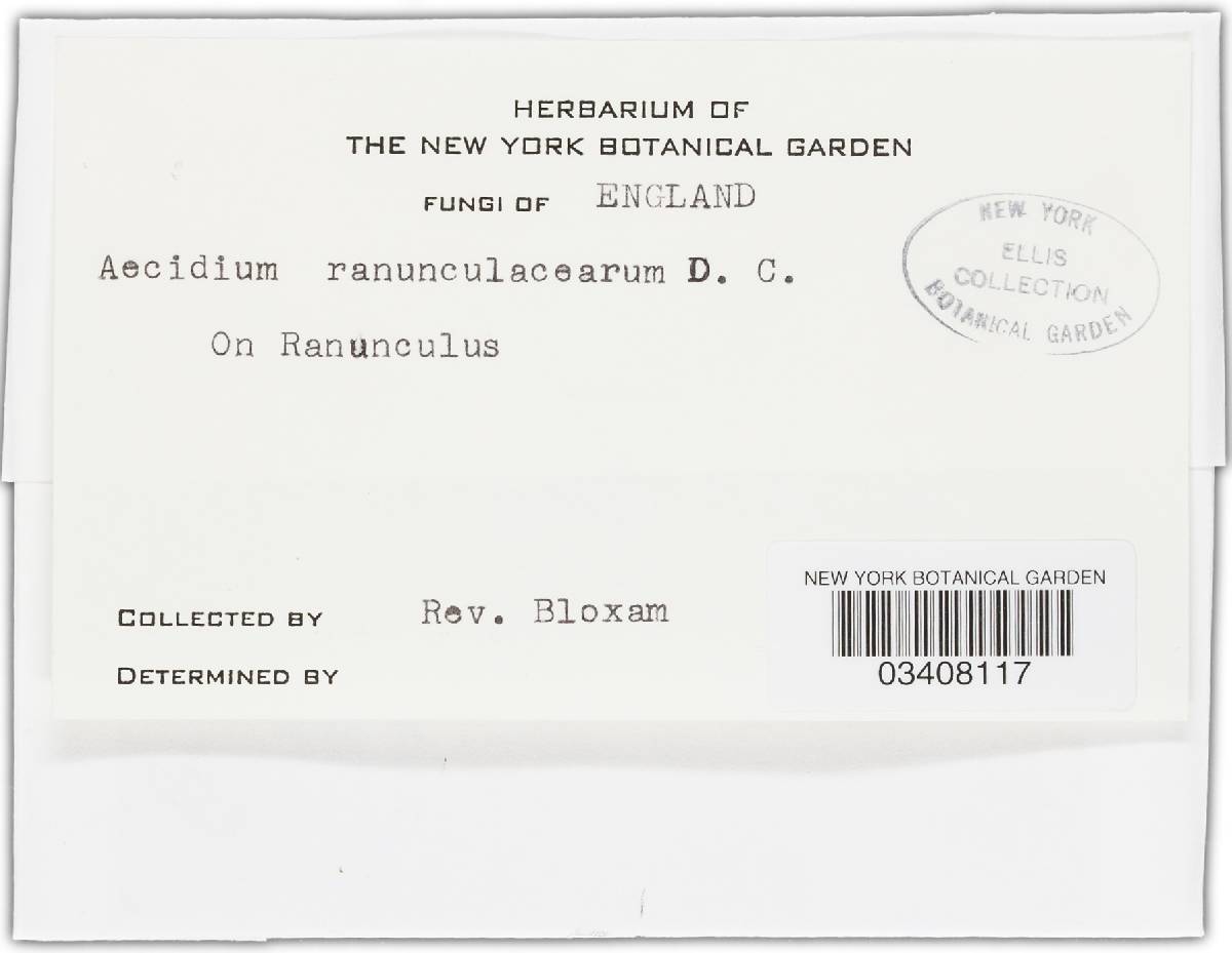 Puccinia magnusiana image