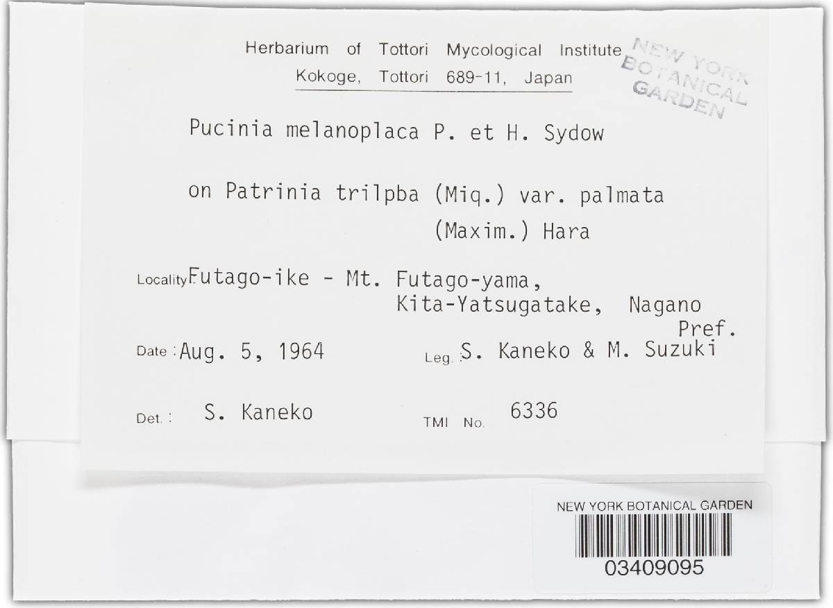 Puccinia melanoplaca image