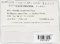 Coronotelium mesnierianum image