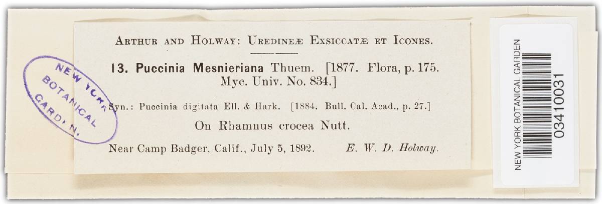 Coronotelium mesnierianum image