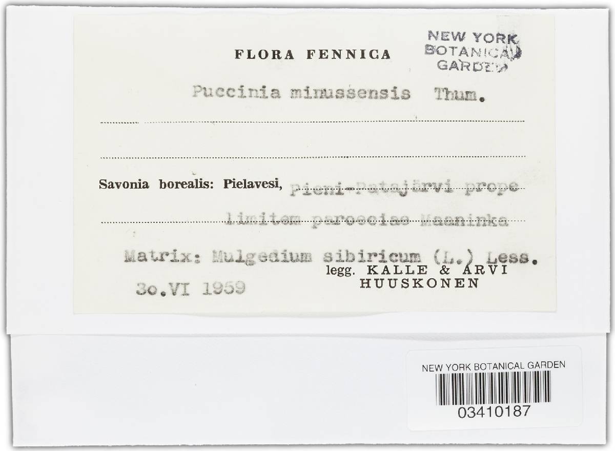 Puccinia minussensis image